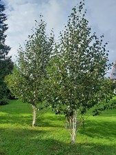 Betula utilis Jacquemontii, Himalajabirke 100-120cm mehrstämmig, Doorenbos Birke
