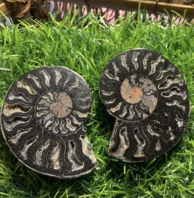 Sliced small fat snails from natural Madagascar carbonized snails