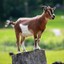goodwillgoat