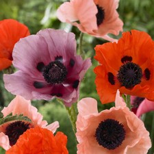 Oriental Poppy Collection Premium BR x 3