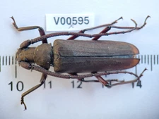 V00595. Insects, Beetles, Cerambycidae sp.. North Vietnam, Ha Giang