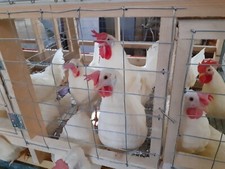 8 UOVA FECONDATE DI GALLINE OVAIOLE LIVORNESE BIANCA FECONDE FERTILI LIVORNESI 