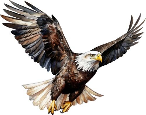 Bunter fliegender Weißkopfseeadler Vogel Wandkunst Schlafzimmer Wohnmobil Vinyl Aufkleber Aufkleber - Bild 1 von 7