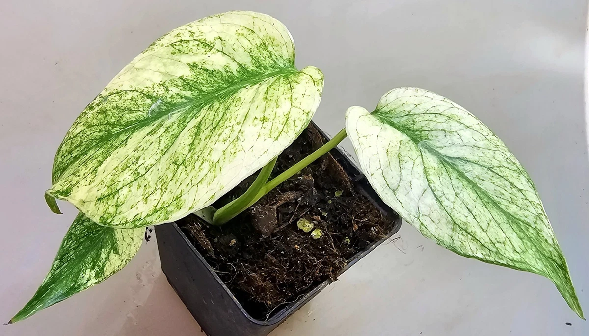 Monstera Stecklinge Pflanzen, Zimmerpflanzen online kaufen | eBay