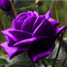 5 PURPLE ROSE Rosa Floribunda Bush Shrub Perennial Flower Seeds *Flat S/H