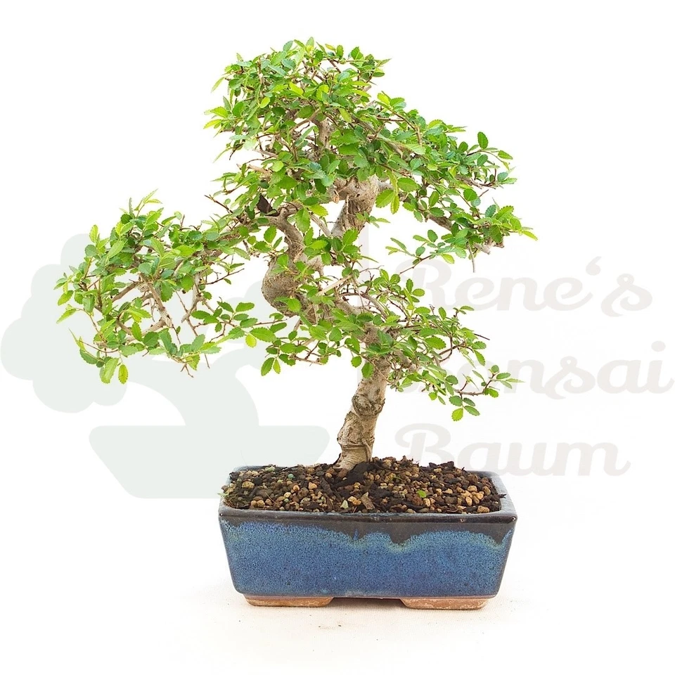 BONSAI Chinesische Ulme 'Zelkova parvifolia' Pflegeleicht & Anfängergeeignet - Bild 3 von 4