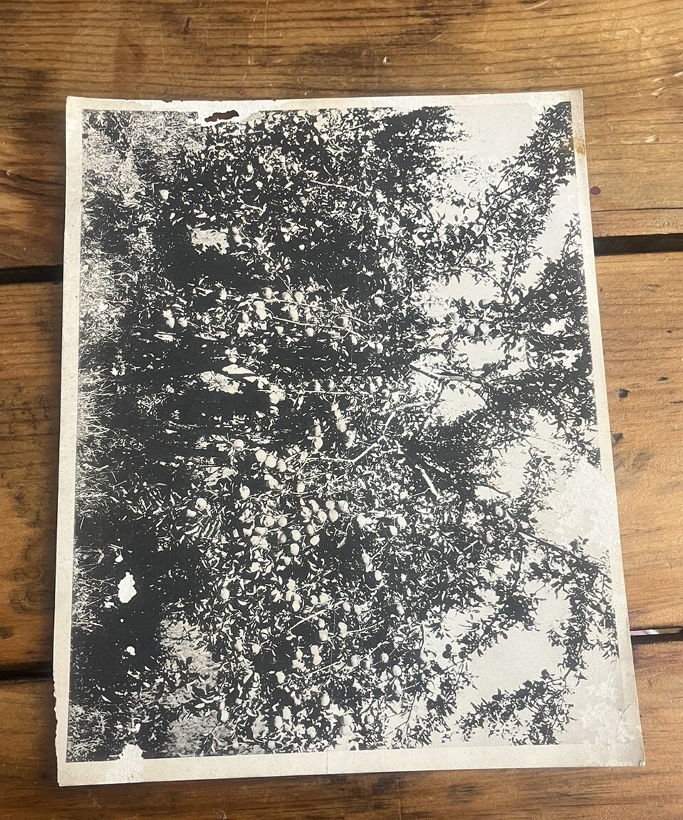 Picture 6 of 9