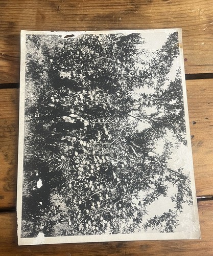 1923 Stark Brothers Advertising Nurseries Catalog Horticulture Since 1816 Rare - Picture 6 of 9