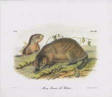 Audubon 1989 Vintage "HOARY Marmot aka The Whistler" Mammal Color Art Lithograph