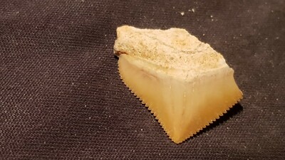 Hervorragender versteinerter Haizahn 7/10 Tausend Jahre alt gefunden in England L128b