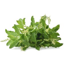 Holy Basil Seeds 2,400 seeds , Thailand. Non GMO.