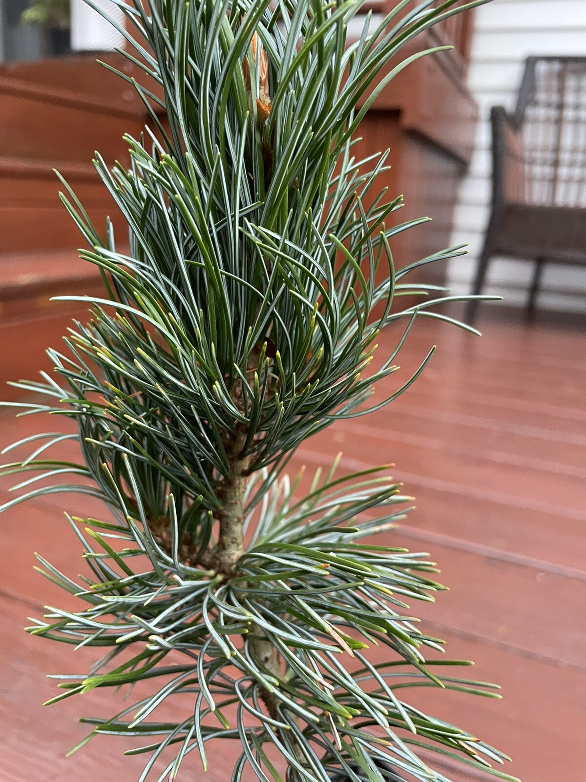 Pinus Parviflora “Cleary” eBay