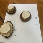3 Large Elk Antler Burr with lots of bone for 3-D carving Or Crafts — photo 4