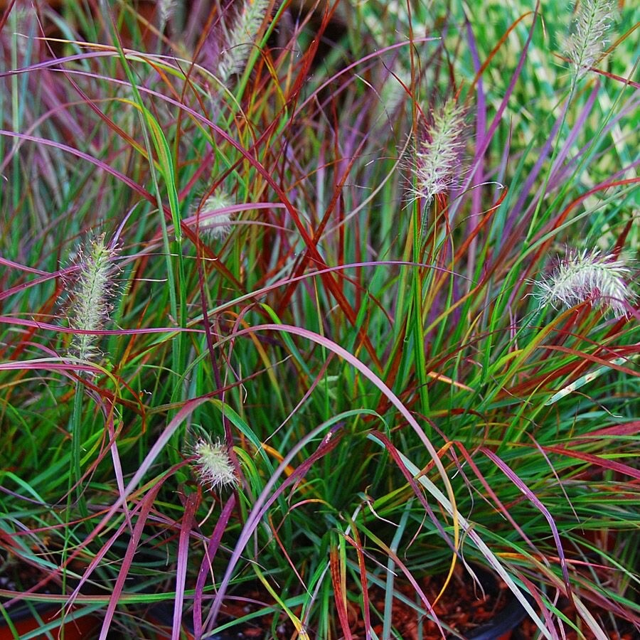 10 X Pennisetum Alopecuroides 'Cassian' 1 Liter (Ziergras/Gräser