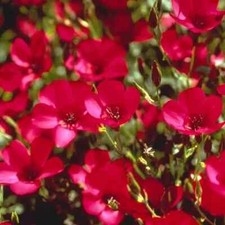 200 Red Scarlet Flax Seeds. USA Seeds. Organic. Ships free
