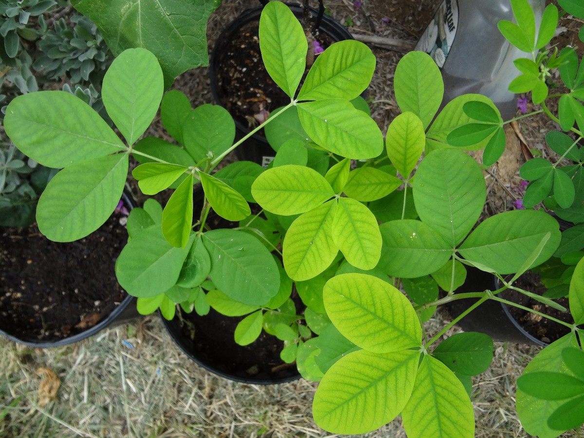 Semillas De Lorocos Salvador CHIPILIN Seeds (C. Longirostrata) - 30 ...