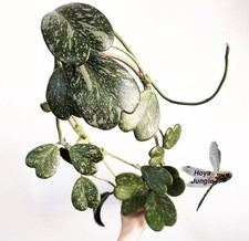 Hoya Kerrii Splash Potted Rooted Indoor House  Plant