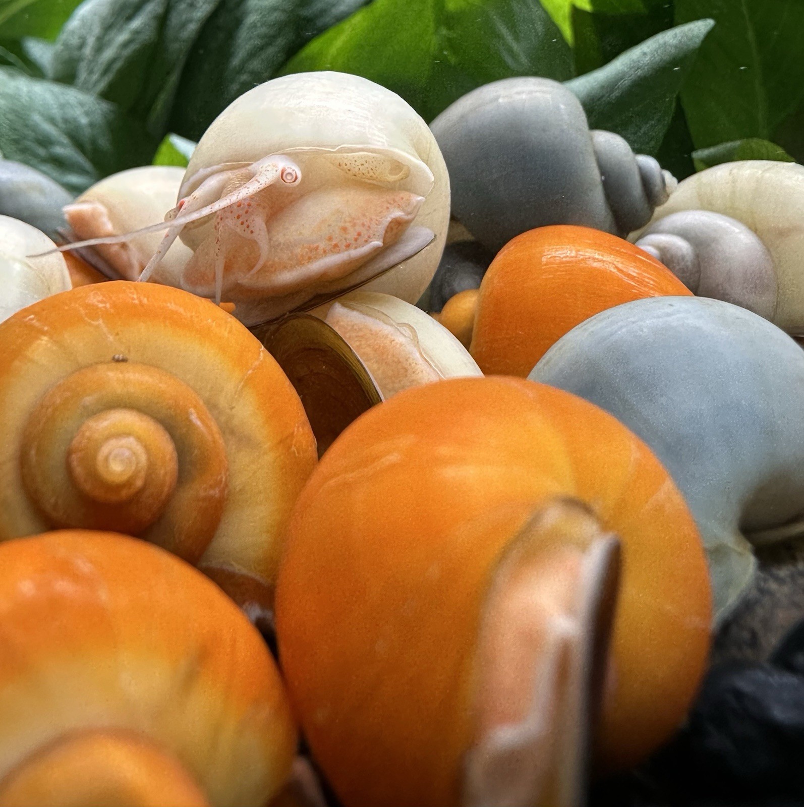 Mystery Snails x10 (Pomacea Bridgesii) Mix Colors Live Freshwater Snail Plants