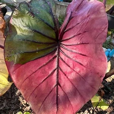 Colocasia Bulb Pharaoh Fuchsia Pink Variegated + Free Phytosanitary Certificate