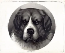 13612.Poster print.Room Wall.Home art design.Saint Bernard pet dog.B&W drawing