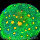 CORALS OF EDEN ~ WYSIWYG Live Coral ~ Space Invader Chalice Coral LPS SPS — photo 5