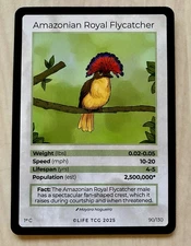 LIFE TCG Amazonian Royal Flycatcher  90/130 Common 1st Edition Near Mint Card