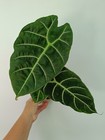 Alocasia WATSONIANA