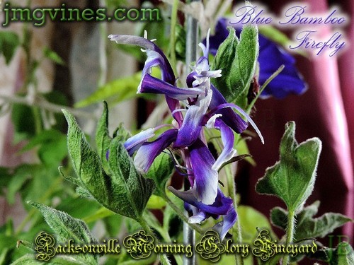Blue Bamboo Firefly Japanese Morning Glory 6 Qty - Picture 9 of 12