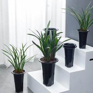 cymbidium