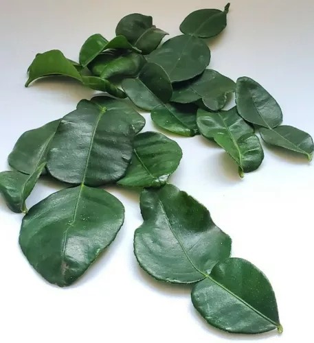 Fresh Kaffir Lime Leaves Thai Herbs - HAWAII Organically Grown - 2oz 