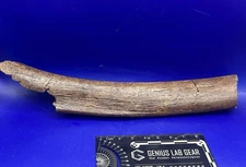 Partial Triceratops Rib Genuine Dinosaur Fossil Bone