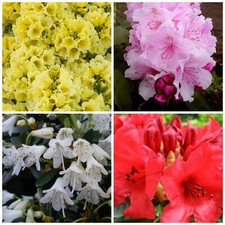 3 X MIXED DWARF RHODODENDRON SHRUBS FLOWERS 