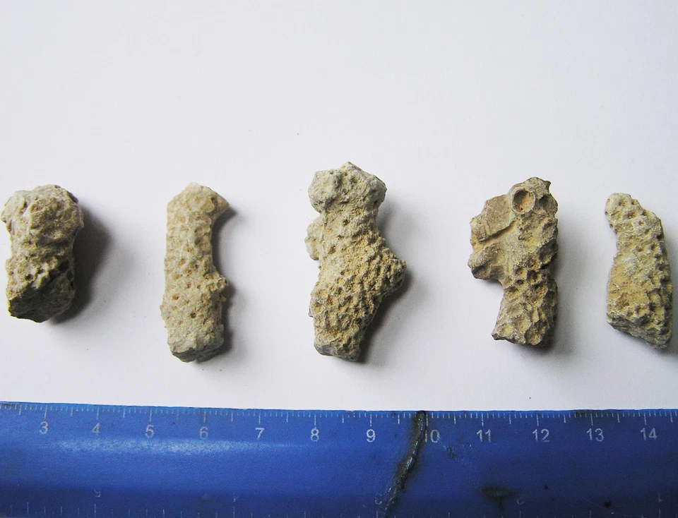 Bolsa De 5 Piezas De Coral Fosil - Marruecos - Imagen 1 de 1