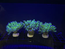 Live Coral Euphyllia Frogspawn Hybrid 1 Head