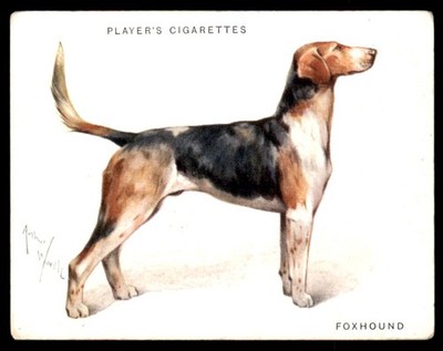 FOXHOUND 1933 JOHN PLAYER'S ''DOGS'' #2