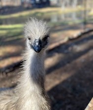 Emu Hatching Egg Chance For White And Blonde Npip/ai