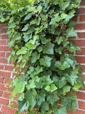 100 Organic NC English Ivy Vine-Hedera Helix Qty: 10 6-7" Unrooted Cuttings