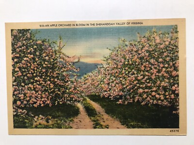 1940 Apple Orchard In Bloom In The Shenandoah Valley Of Virginia Postcard