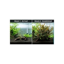 Hygrophila Pinnatifida Live Aquarium Plants BUY 2 GET 1 FREE