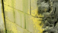 Vallejo Moss & Lichen Weathering Effects 40ml Bottle Paint 73.827