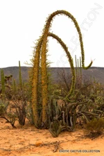 BOOJUM TREE fouquieria columnaris cirio ocotillo flowering succulent 10 seeds