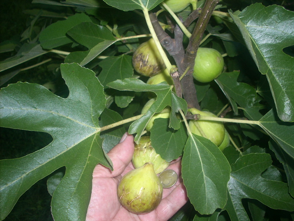 Fig tree cuttings , Atreano ,Large yellow, delicious Two crops, 6 pcs set, $30 !