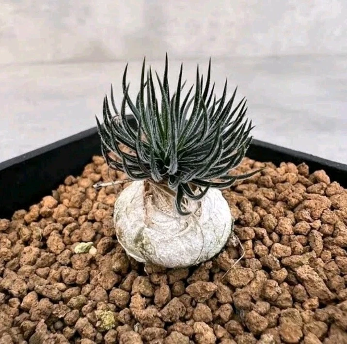 Rare succulent Ornithogalum sardienii 🌸one plant only about 3cm bulb, 5 years
Opens in a new window