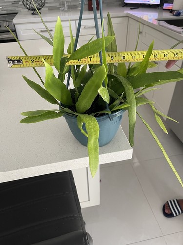 Rooted Epiphyllum Orchid Cactus Blooming Night or Dama De La Noche . - Picture 3 of 8