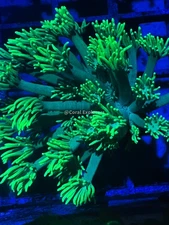 CE- WYSIWYG Spring Fever Rainbow Goni Frag - Live Coral Frag LPS SPS #RZE12