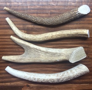 elk dog chews