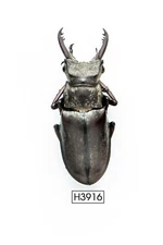 BEETLE, INSECT -H3916. Lucanidae: Lucanus sp. -RARE, VIETNAM