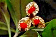 20 JAPANESE MOCK ORANGE SEEEDS - Pittosporum illicioides 'Strappy'