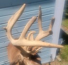 Trophy Whitetail Buck 177 Inches Ohio 17 Point .Heavy Beam Shoulder MouthMount — photo 10