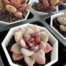 Echeveria German Champagne Rare Live Succulent Plant Real Fully Rooted 2" Pot